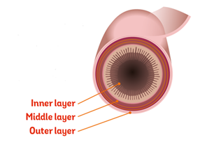 diagram of the layers of the bowel showing inner, middle and outer layers