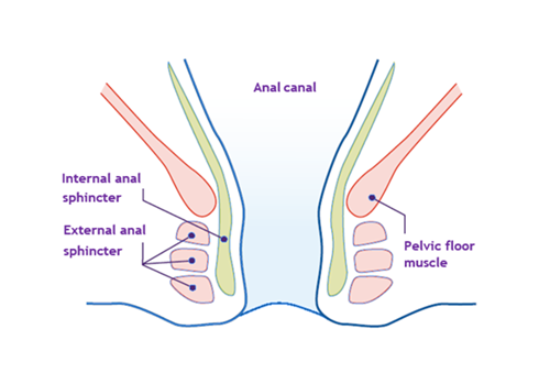 Diagram showing the anal sphincter and pelvic floor muscles