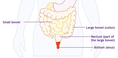 Diagram showing the small and large bowel (intestine)